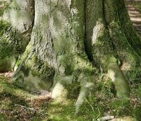 Fagus sylvatica - Groene beuk - 4