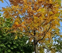Quercus frainetto - Hongaarse eik -  oktober 2025