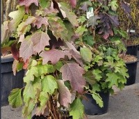 Hydrangea quercifolia - Eikenbladhortensia - 7