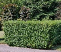 Ligustrum ovalifolium - Haagliguster - 1