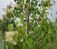 Syringa pekinensis 'China Snow' - Chinese sering 'China Snow' - 3