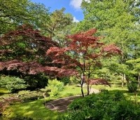 Acer palmatum 'Atropurpureum' - Japanse Esdoorn 'Atropurpureum' - 1