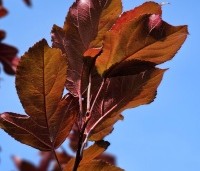 Malus 'Veitch's Scarlet' - Sierappel 'Veitch's Scarlet' - 1