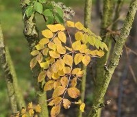 Aralia elata - Engelenboom - 2