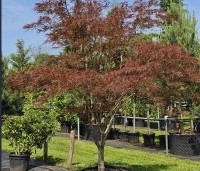 Acer palmatum 'Linearilobum' - Japanse Esdoorn 'Linearilobum' - 3