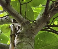 Ulmus 'Camperdownii' - Prieel-iep - 4