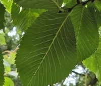 Ulmus 'Camperdownii' - Prieel-iep - 3
