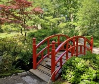 Acer palmatum 'Atropurpureum' - Japanse Esdoorn 'Atropurpureum' - 6