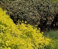 Elaeagnus ebbingei - Olijfwilg -  in combinatie met geelbladige vlier, Pennisetum en lonicera nitida