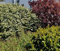 Elaeagnus ebbingei - Olijfwilg - 3