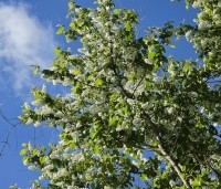 Prunus padus - Europese vogelkers - 20 april