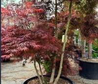 Acer palmatum 'Inaba-shidare' - Japanse Esdoorn 'Inaba-shidare' - 4