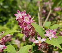 Deutzia hybrida 'Strawberry Fields' - Bruidsbloem  'Strawberry Fields' - 2