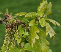 Quercus robur - Zomereik - 1