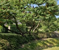 Rhus typhina 'Dissecta' - Rhus typhina 'Dissecta' - 1