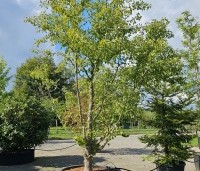 Ginkgo biloba - Japanse Notenboom - september solitair struikvorm kwekerij THB in Apeldoorn