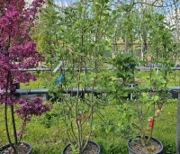 Sorbus intermedia - Lijsterbes - 1