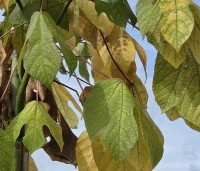 Firmiana simplex - Chinese parasolboom - 2