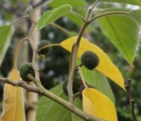 Broussonetia papyrifera - Papiermoerbei - 2