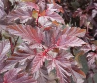 Physocarpus opulifolius 'Lady In Red' - Blaasspiraea 'Lady In Red' - 2