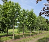 Prunus avium 'Regina' - Prunus avium 'Regina' - mei 2026