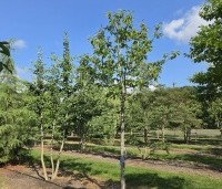 Castanea sativa 'Lyon' - Castanea sativa 'Lyon' - 2