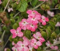 Cornus satomi - Kornoelje - 3