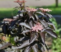Sambucus nigra 'Black Tower'  - Zuil vlier 'Black Tower' - 1