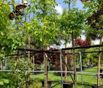 Juglans regia 'Mars'