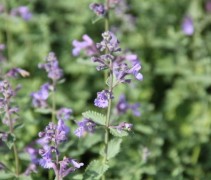 Nepeta 'Walker's Low' detailfoto bloesem