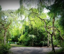 Prieelberk, treurboom in park