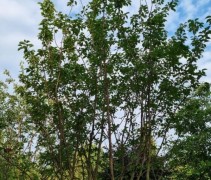 Prunus sargentii 'Charles Sargent'