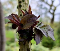 Zuil vlier met rood blad is een langzame groeier maar een rijke aanvulling in uw tuin