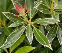 Pieris 'Flaming Silver' - Pieris 'Flaming Silver' - 1