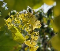 Vitis vinifera 'Vroege van der Laan' - Witte druif 'Vroege van der Laan' - 7