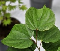 Cercis chinensis 'Avondale' - Chinese Judasboom 'Avondale' - 1