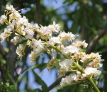 Aesculus Digitata Bloem