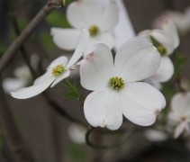 Cornus Florida Cloud Nine
