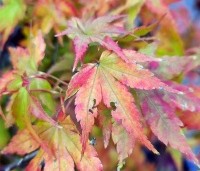 Acer palmatum 'Going Green' - Japanse esdoorn 'Going Green' - 1