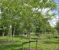 Juglans regia 'Buccaneer' - Walnoot - 3