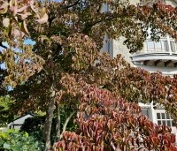 Cornus kousa 'China Girl' - Japanse grootbloemige kornoelje - herfst