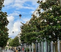 Magnolia grandiflora - Magnolia grandiflora - Wegbeplanting Zuid Limburg