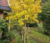Acer cappadocicum 'Aureum' - Kolchische Esdoorn - 1