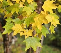 Acer cappadocicum 'Aureum' - Kolchische Esdoorn - 2