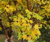 Acer cappadocicum 'Aureum' - Kolchische Esdoorn - herfst