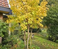 Acer cappadocicum 'Aureum' - Kolchische Esdoorn - 3