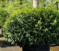 Prunus lusitanica 'Angustifolia' - Portugese laurier - 4