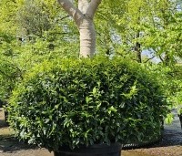 Prunus lusitanica 'Angustifolia' - Portugese laurier - 5