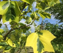 Liriodendron 'Aureomarginata' duotone blad