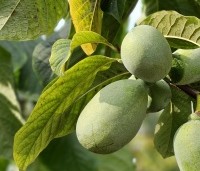 Asimina triloba - Pawpaw - 2